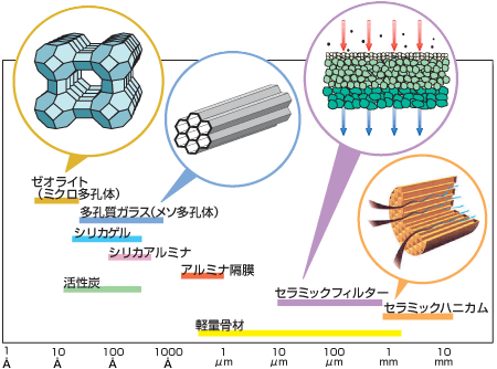 気孔の大きさ