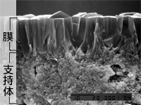 支持体上の膜SEM像