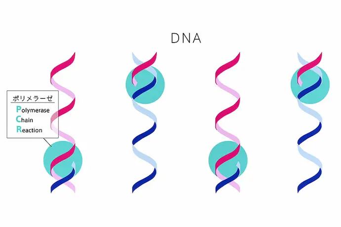 PCRのしくみ　解説図