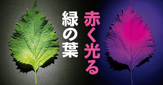 赤く光る緑の葉