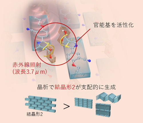 赤外線照射ありの条件下での結晶形の生成される様子を示した図です。